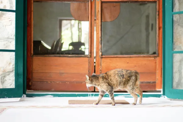 扉の前を歩く猫